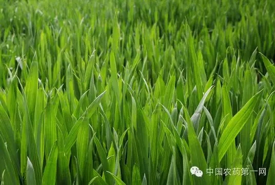 小麦各个时期病虫草害防治大全